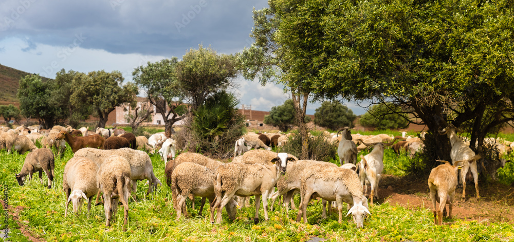 Obraz premium Sheeps Grazing in a Field