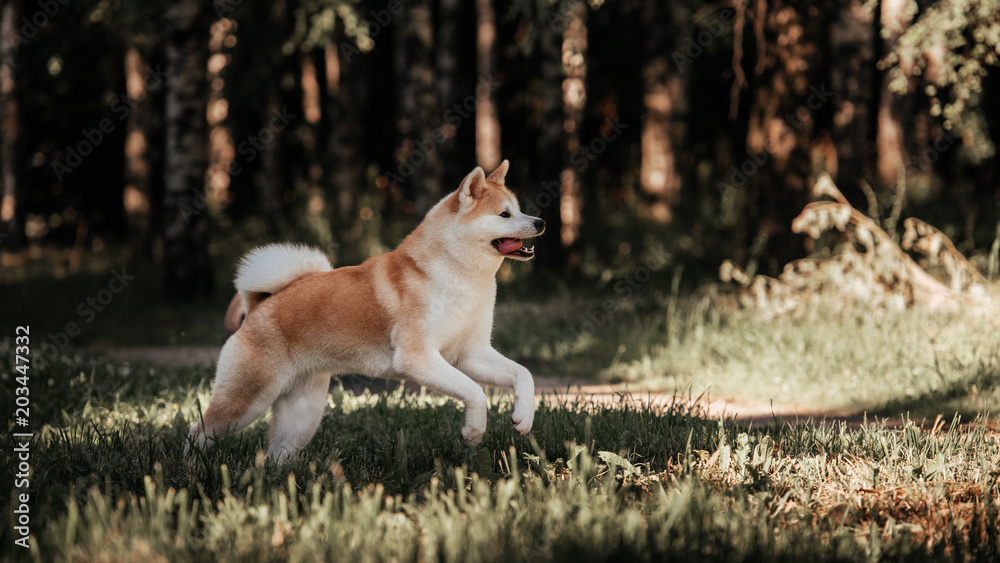 Akita inu outdoor