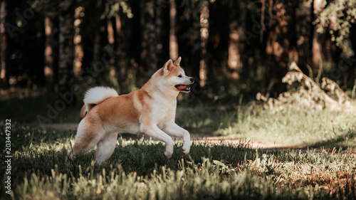 Obraz na płótnie Akita inu outdoor w salonie