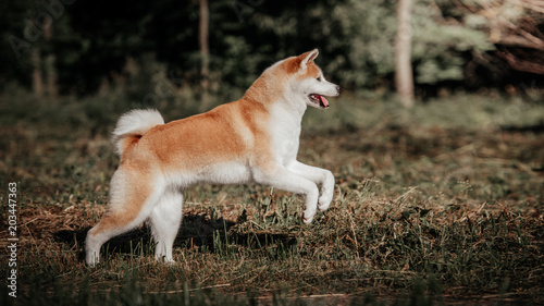 Fotografi Akita inu outdoor