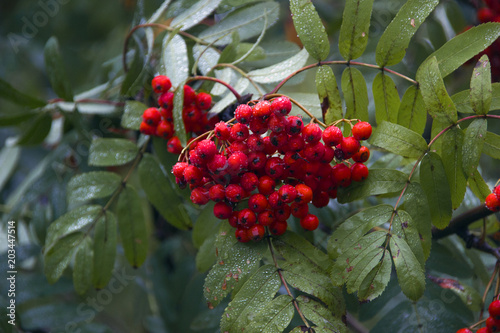 Red rowan berry