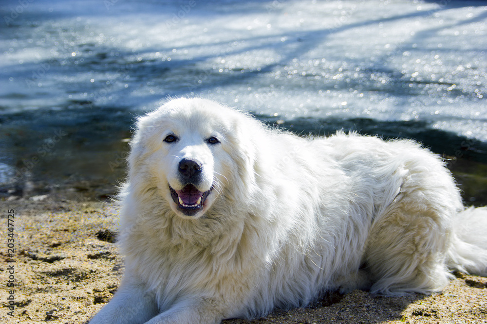 Italian shepherd on the shore Italian shepherd on the shore