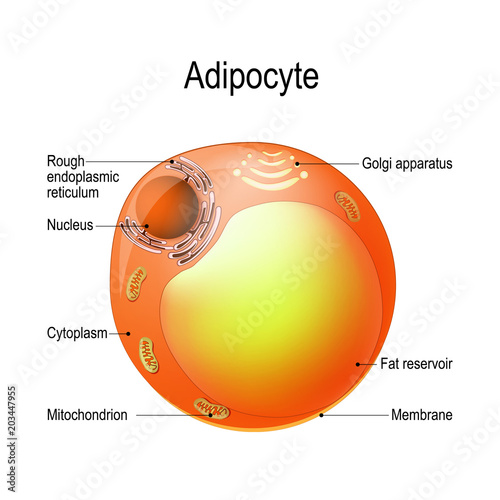 Adipocyte. Structure of a fat cell. lipocyte