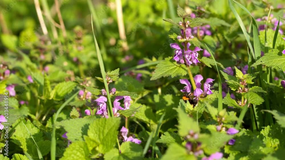 Bumblebee collects pollen on beautiful spring flowers Bumblebee collects pollen on beautiful spring flowers