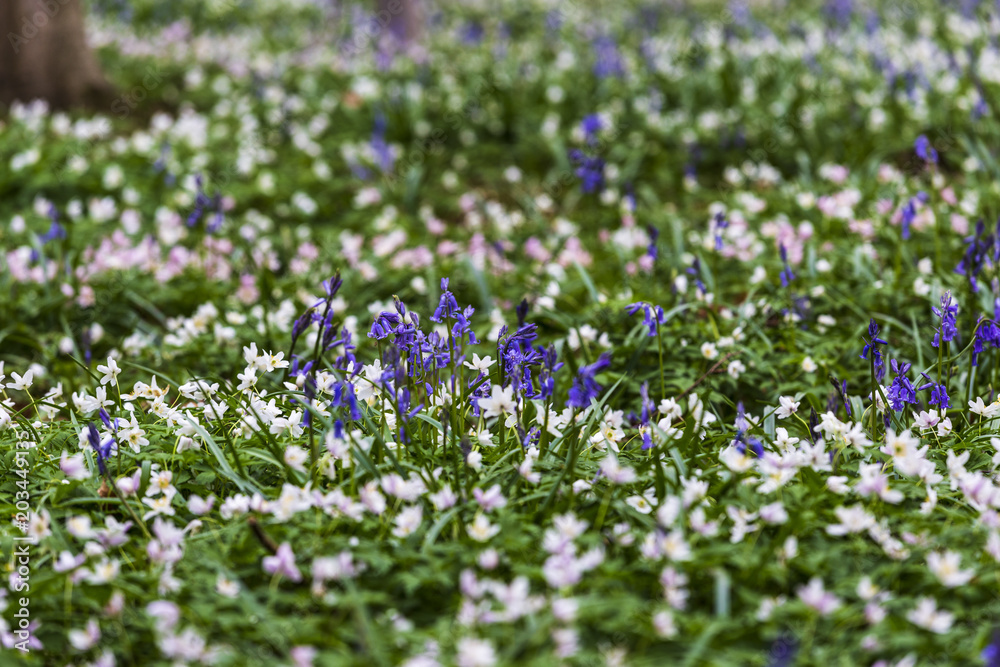 Bluebells hyacinth flowers in Hallerbos, a beech forest in Belgium Bluebells hyacinth flowers in Hallerbos, a beech forest in Belgium