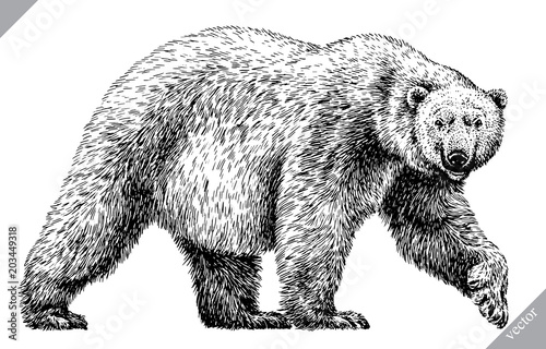 black and white engrave isolated bear vector illustration