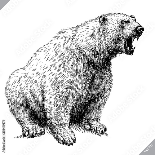 black and white engrave isolated bear vector illustration