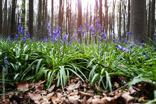 Bluebell (Hyacinthoides non-scripta) flowers close-up  in Hallerbos, Belgium photo