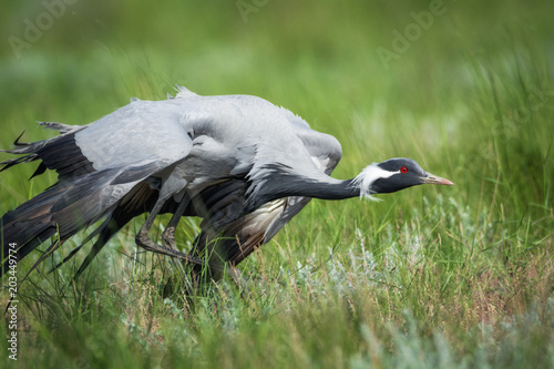 Demoiselle crane / Anthropoides virgo. Chyornye Zemli (Black Lands) Nature Reserve,  Kalmykia region, Russia.