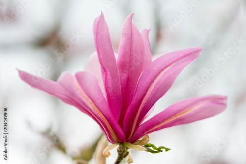 Pink Magnolia blossom  shallow DOF  high key