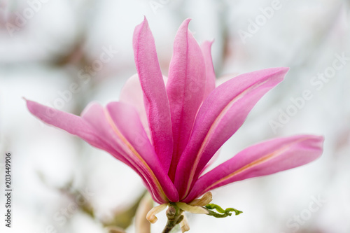 Pink Magnolia blossom, shallow DOF, high key