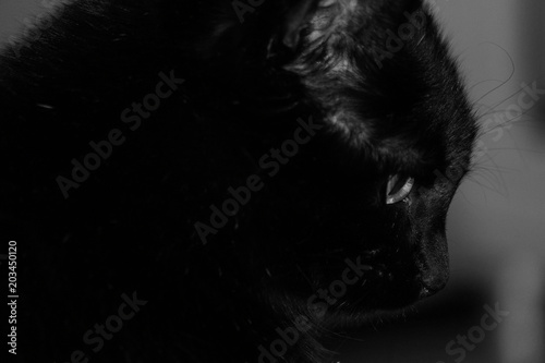 black cat © ShOk