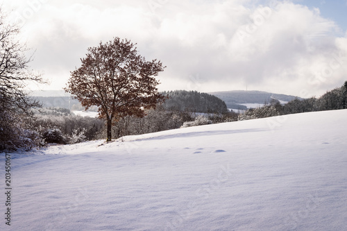 Baum auf schneebedeckter Fläche an einem sonnigen Tag, Berlingen Rheinland-Pfalz Vulkaneifel, Germany