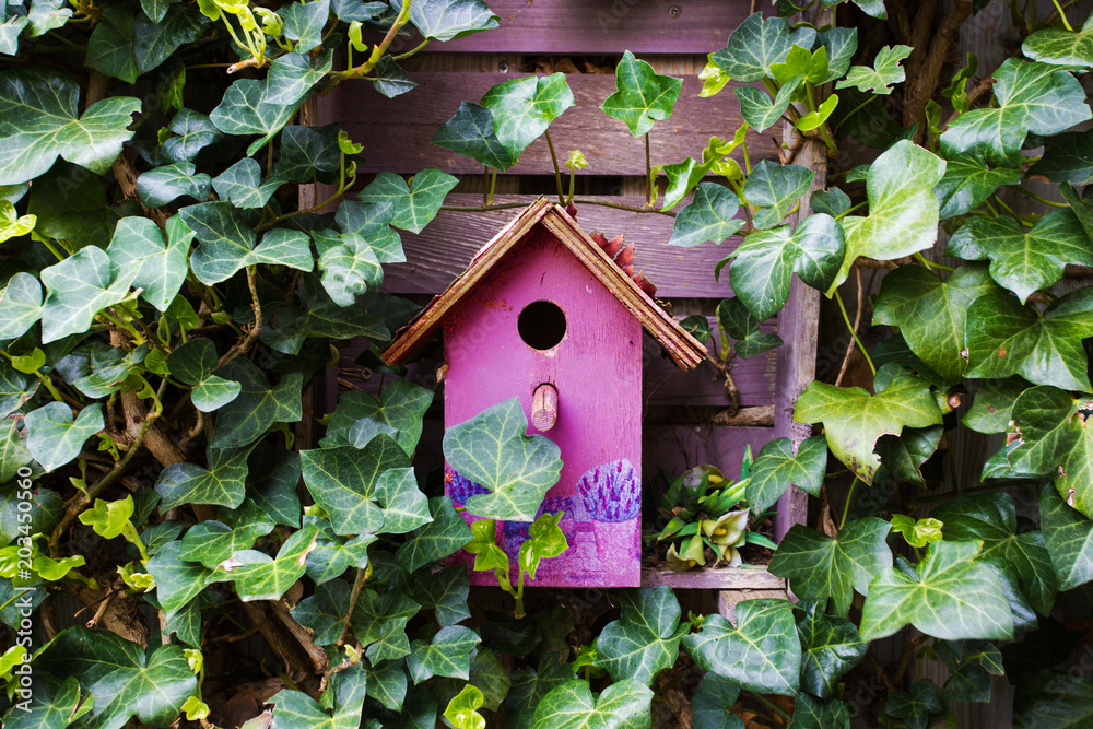 Colorful wooden birdhouse with ivy on the wall cute pink Colorful wooden birdhouse with ivy on the wall cute pink