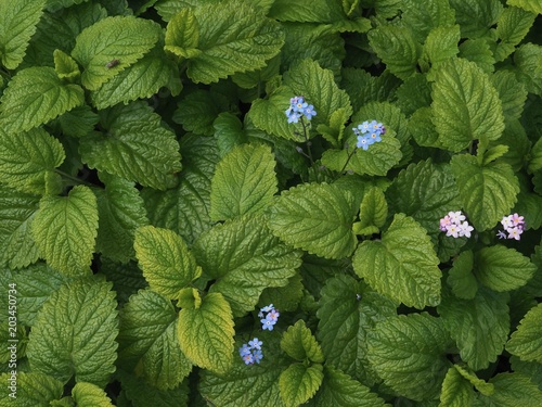 Lemon Balm photo