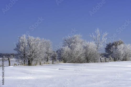 Winter wallpaper, farmers field with frosted trees in winter