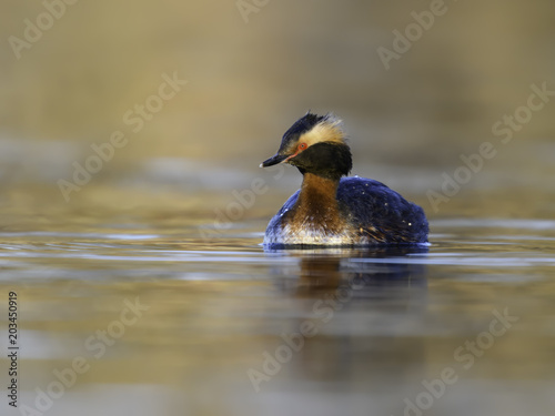 Horned Grebe Swimming © FotoRequest