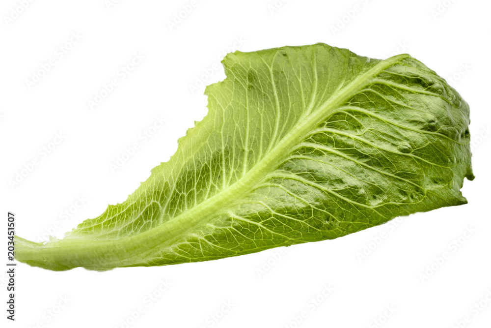Romaine Lettuce leaf isolated on white background Horizontal Romaine Lettuce leaf isolated on white background Horizontal