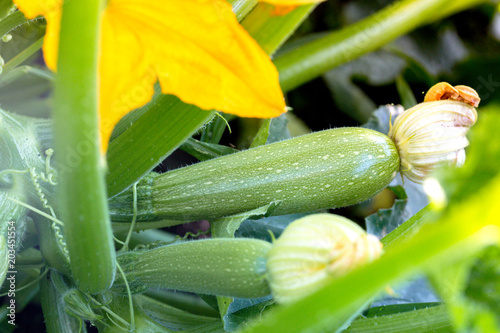 zucchini grows in the garden