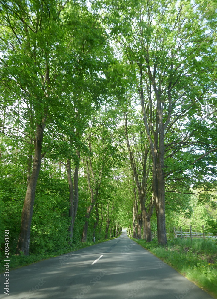 Obraz premium Idyllische Allee im Frühling
