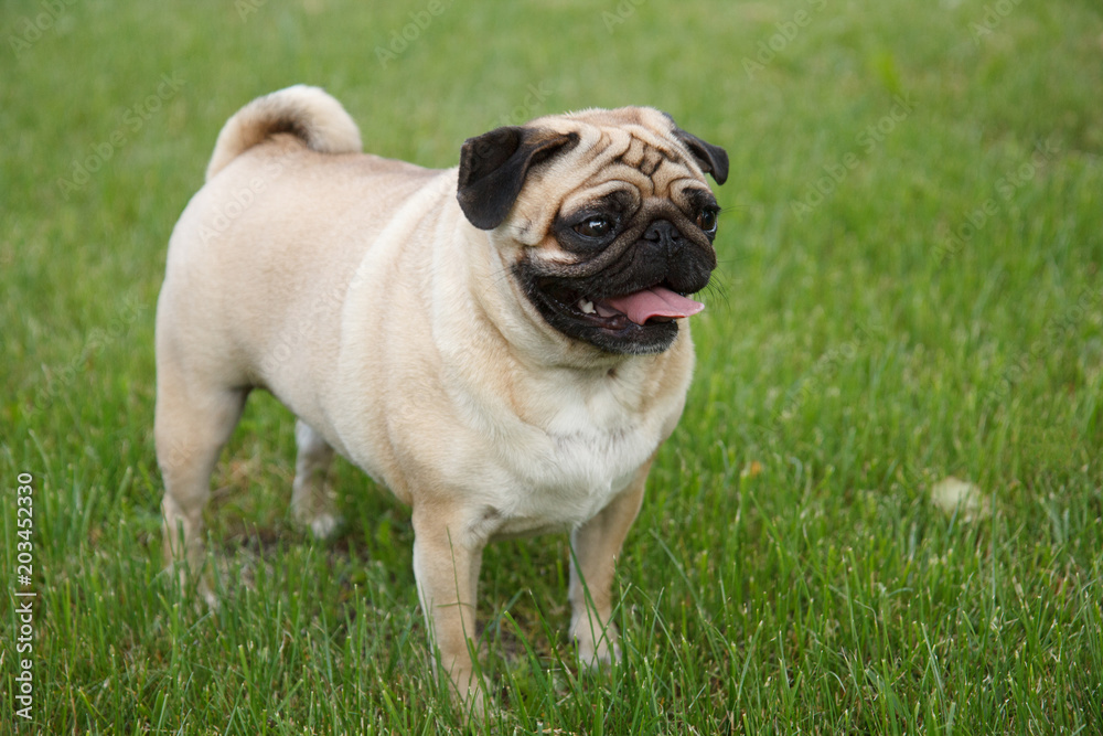 Small pug dog standing in green grass Small pug dog standing in green grass