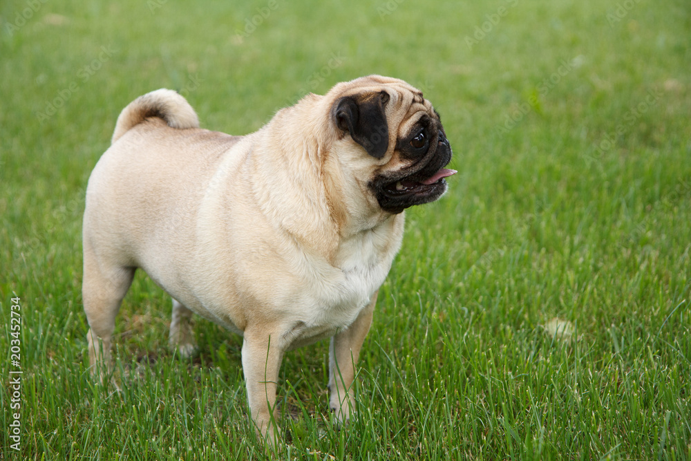 Small pug dog standing in green grass