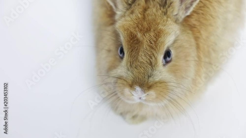 Bunny rabbit sitting photo