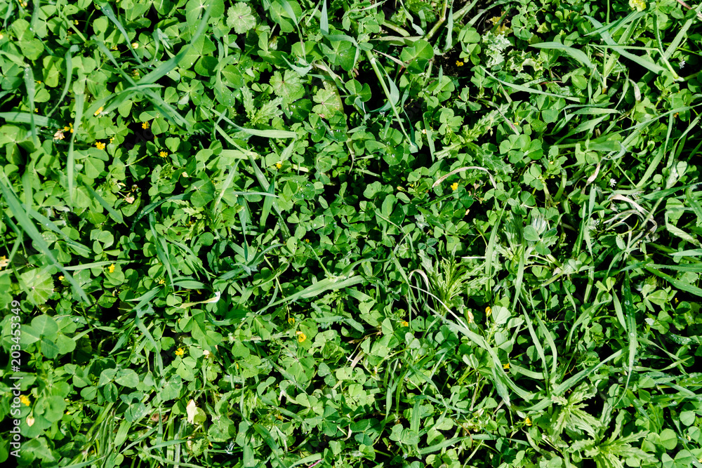 green grass for background