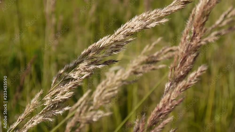 Blossoming Calamagrostis epigeios on the blue sky background Blossoming Calamagrostis epigeios on the blue sky background