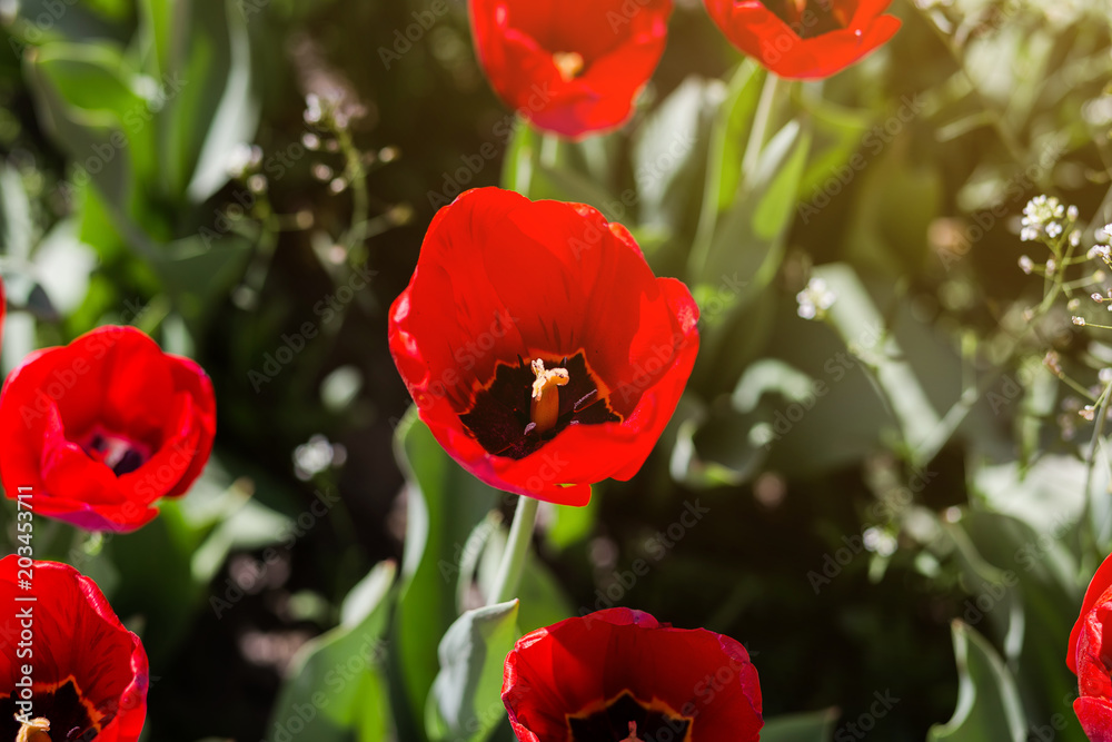 Naklejka premium Group of beautiful red tulips growing in the garden lit by sunlight on springtime as flowers concept