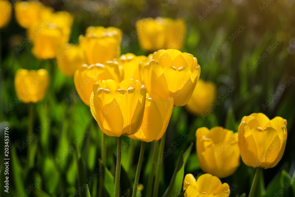 Group of beautiful yellow tulips growing in the garden lit by sunlight on springtime as flowers concept Group of beautiful yellow tulips growing in the garden lit by sunlight on springtime as flowers concept