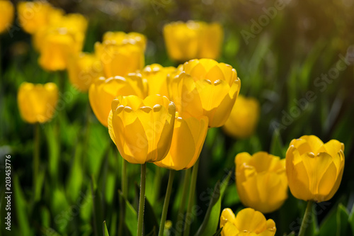 Fototapeta Naklejka Na Ścianę i Meble -  Group of  beautiful yellow tulips growing in the garden lit by sunlight on springtime as flowers concept