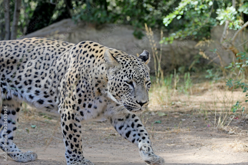 leopard walking in search of food leopard walking in search of food