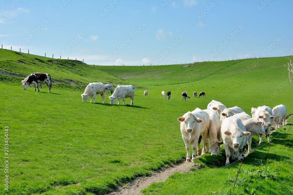 Troupeau de vaches sur les falaises près du cap Blanc-Nez dans les hauts-de-France Troupeau de vaches sur les falaises près du cap Blanc-Nez dans les hauts-de-France