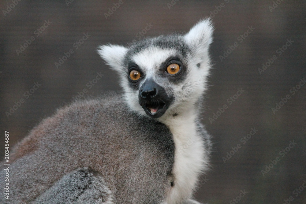 Ring-tailed Lemur monkey with orange eyes in a zoo