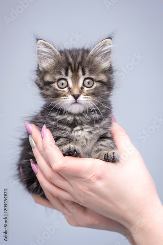 Little cute furry kitten in closeup hands