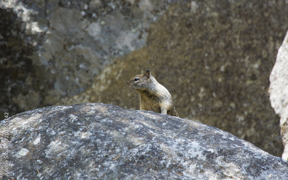 Cute squirrel of Yosemite National Park Cute squirrel of Yosemite National Park