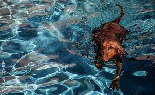 Redbone Coonhound dog swimming with copy space photo