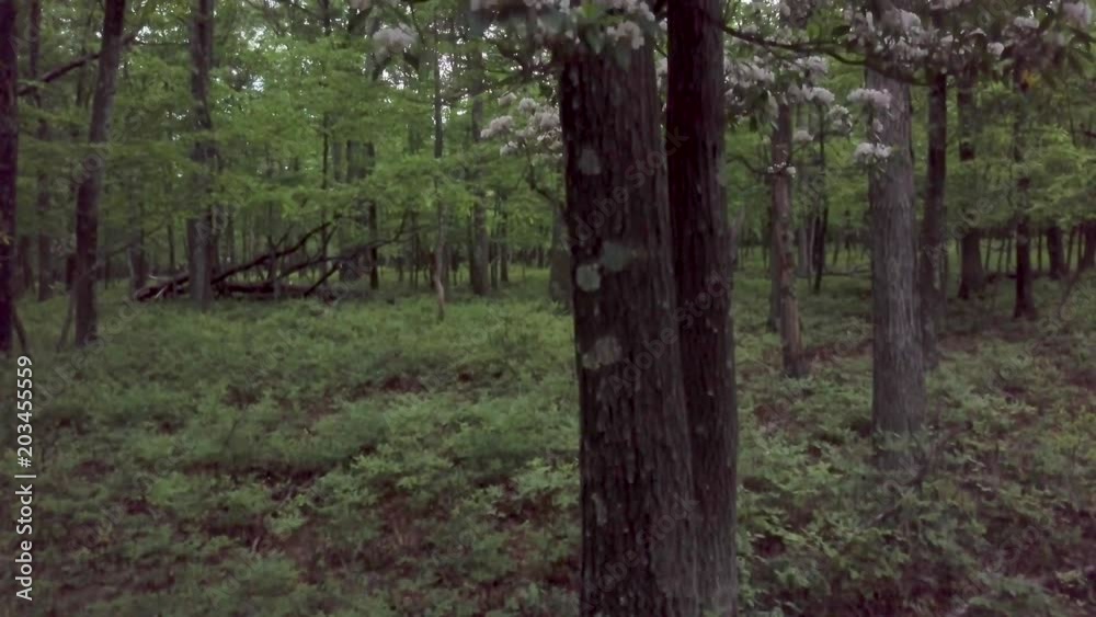Aerial camera ascending up the trunk of a tree to reveal blooming mountain laurel trees. Aerial camera ascending up the trunk of a tree to reveal blooming mountain laurel trees.