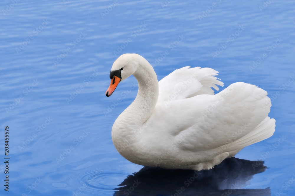 Beautiful white mute swan in blue water. Beautiful white mute swan in blue water.