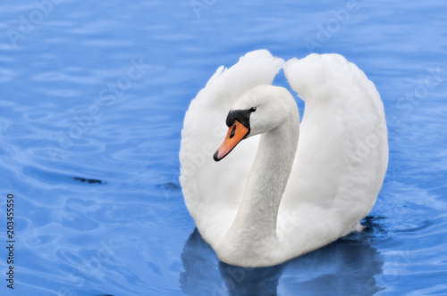 Beautiful white mute swan in blue water.