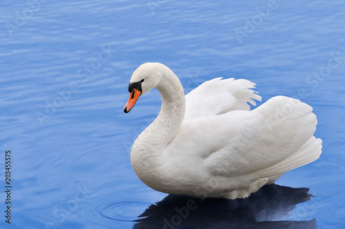 Fototapeta Naklejka Na Ścianę i Meble -  Beautiful white mute swan in blue water.