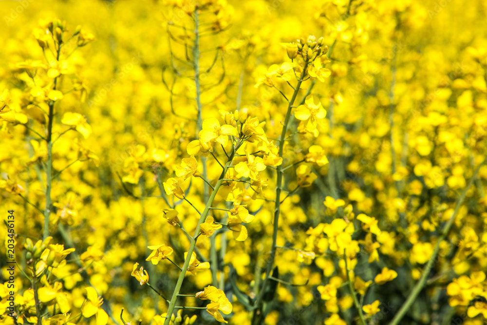 Closeup of a flower in a blooming rapeseed field in the French countryside during spring