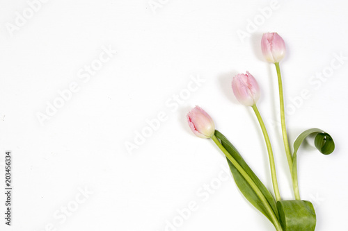 Fototapeta Naklejka Na Ścianę i Meble -  pink tulips on blue background as a card