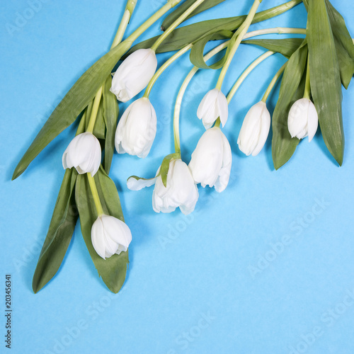 Fototapeta Naklejka Na Ścianę i Meble -  White tulips on blue background