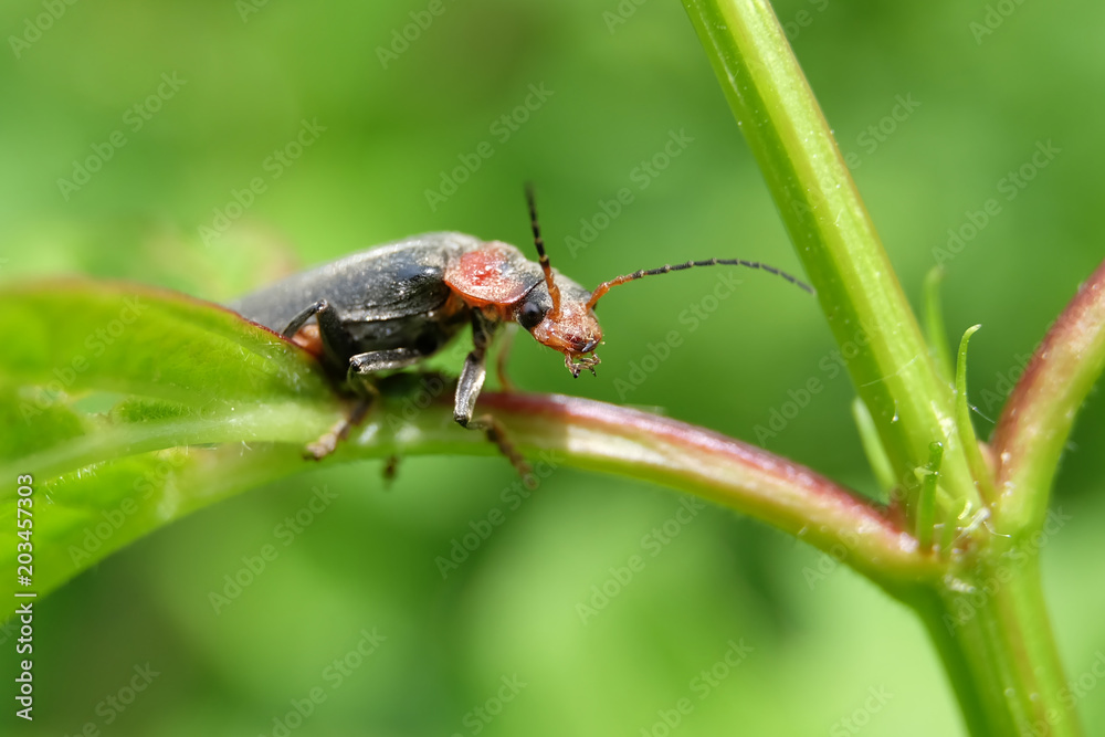 Fototapeta premium Insect - longhorn beetle