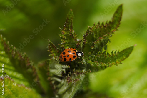 Ladybird © Westwind