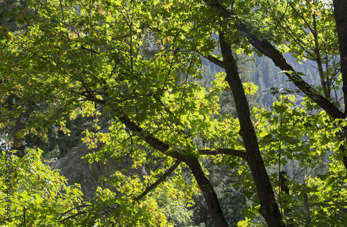 Green leaves in the Yosemite forest