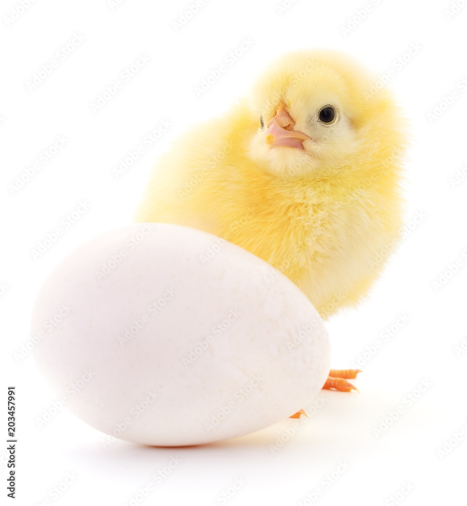 Obraz premium Chicken and egg.