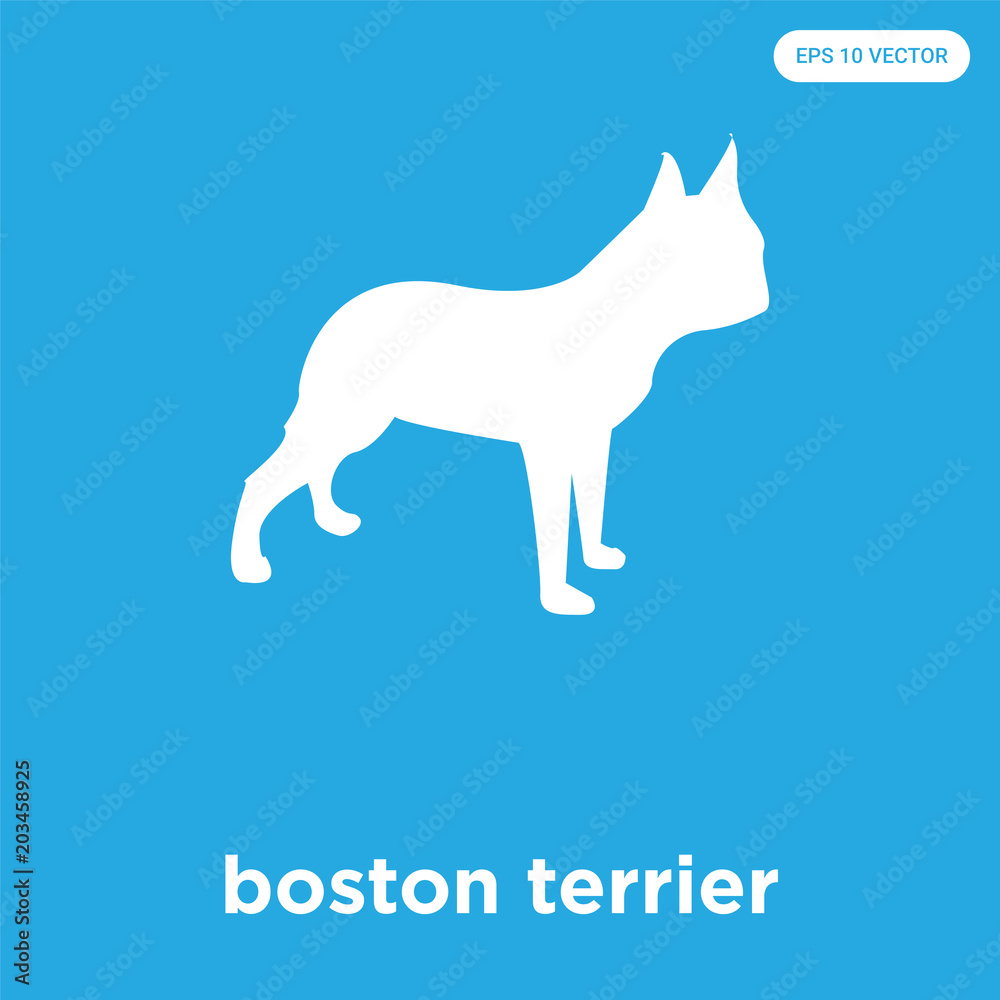 boston terrier icon isolated on blue background